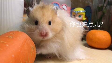 吃瓜金丝熊,揭秘网红宠物的趣味生活