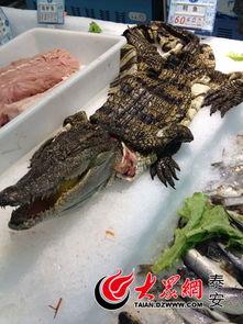 吃瓜的鳄鱼,揭秘动物界的“八卦”世界