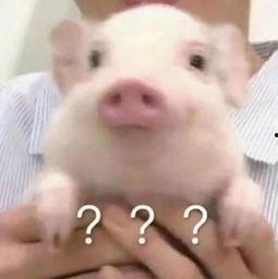 猪吃瓜头像,揭秘网络热门表情包背后的趣味故事