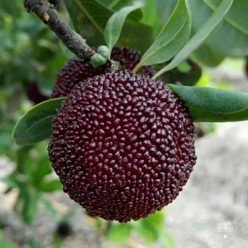 杨梅吃瓜视频大全,趣味横生的欢乐时光回顾