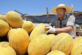 新疆哈密瓜节吃哈密瓜吗,共享甜蜜，畅享瓜香盛宴