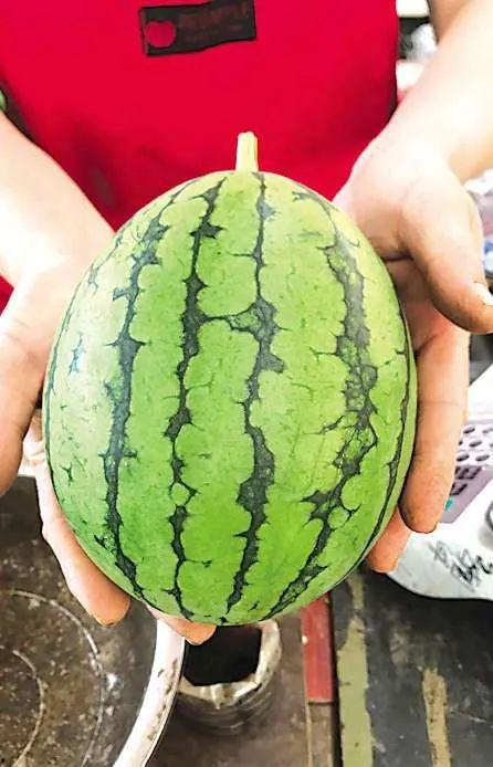 青岛恒星吃瓜事件