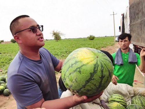 龙宝吃瓜,揭秘娱乐圈幕后故事