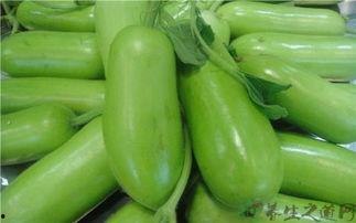 蒲瓜早上可以吃吗,蒲瓜早餐的适宜性探讨