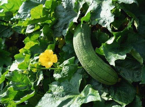 吃瓜补瓜下一句是什么,揭秘娱乐圈的“瓜田”奇闻