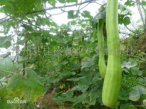 吃砍瓜应该注意什么,吃砍瓜的注意事项与食用指南