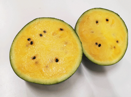 未世囤货吃瓜,吃瓜群众如何应对危机四伏的生存挑战