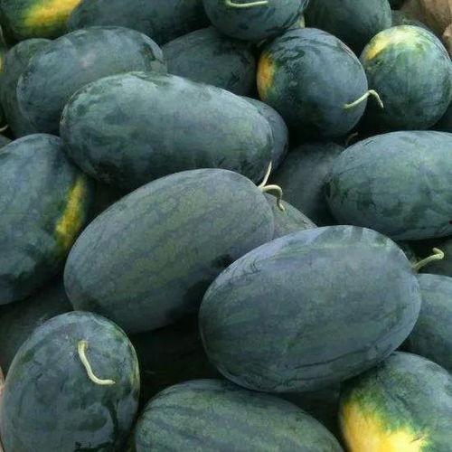 沛县丰乐吃瓜,一场别开生面的吃瓜盛宴