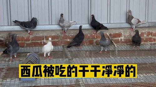 鸽子可以吃瓜吗,探索瓜类在鸽粮中的角色