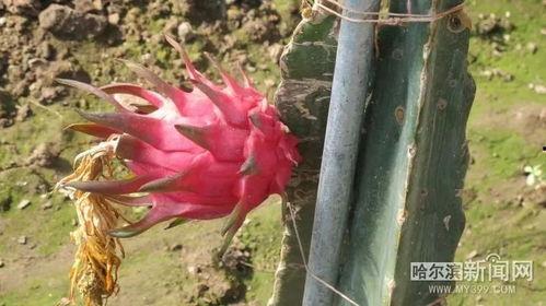 赏花吃瓜啦,畅游春日美好时光