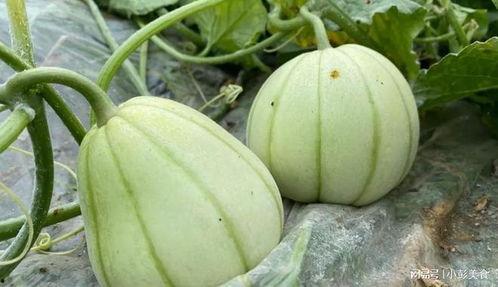 大团镇新品崩瓜怎么吃,多味食法，解锁夏日清新口感