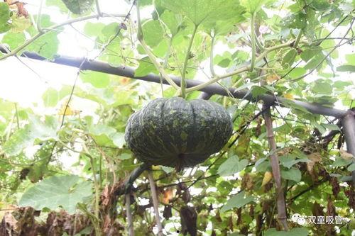 启臻吃瓜,揭秘娱乐圈背后的那些事儿