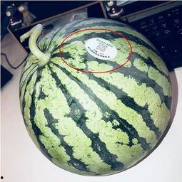 网红cp吃瓜,吃瓜群众热议不断！