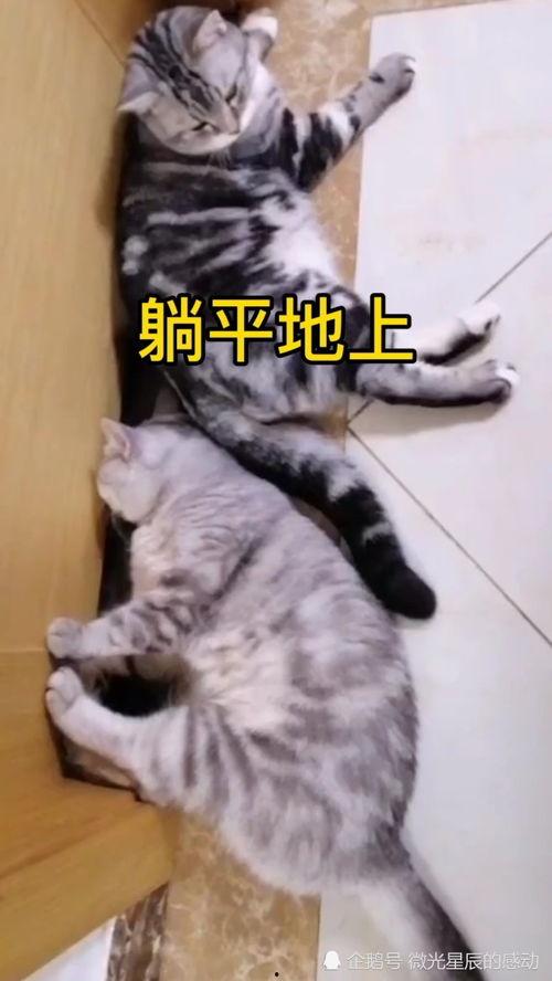 我在躺平吃瓜,揭秘当代年轻人的生活态度与娱乐方式