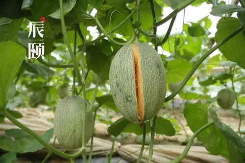 啊密瓜可以吃,揭秘啊密瓜的多重吃法