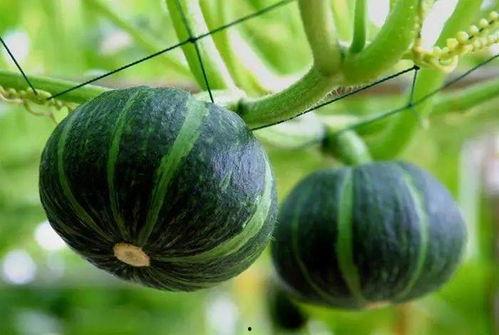 小红书 吃瓜 玫瑰